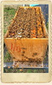 Nucleus Hive & Marked Queen (40+ Hives, Deposit) Nucleus Hive & Marked Queen (40+ Hives, Deposit)