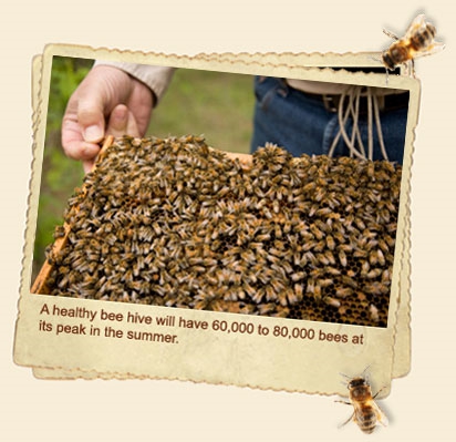 1_60000_Bees